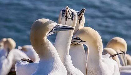 人逆转凯尔特人！关键时刻发力