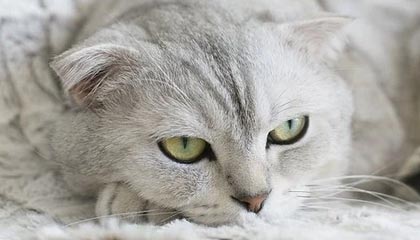 福建男篮客场逆袭，外援组合精湛发挥