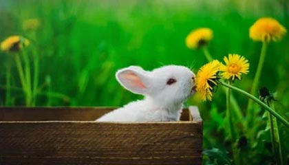 苏格兰足球队的令人惊叹的胜利之旅